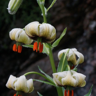 Lilium ciliatum